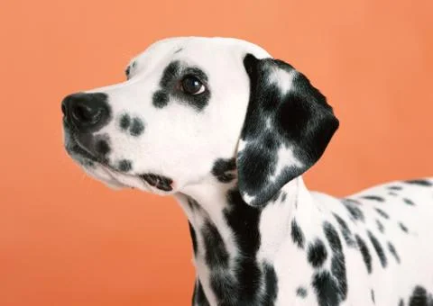 Dalmatian Stock Photos
