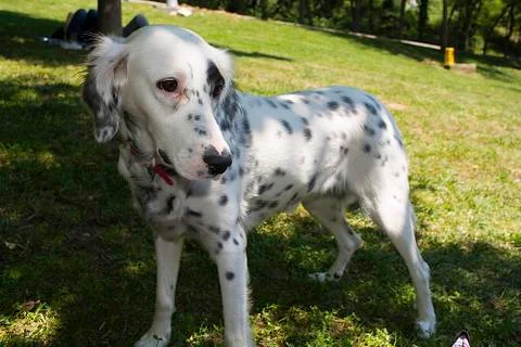 Dalmatian Stock Photos