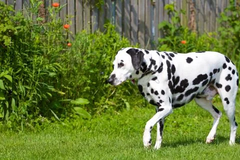 Dalmatian Stock Photos