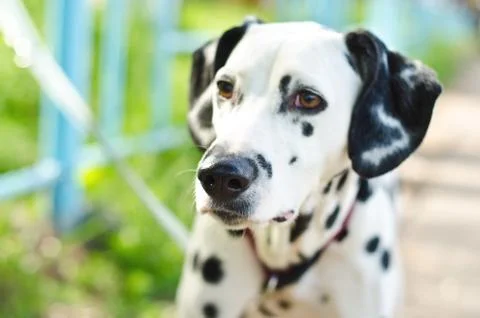 Dalmatian Stock Photos