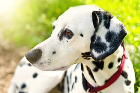 Dalmatian Stock Photos
