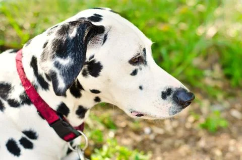 Dalmatian Stock Photos