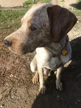 Dalmatian Foto stock