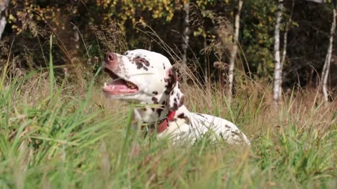 Dalmatian with red collar chewing a bone while laying in grass in forrest and th Stock Footage 218210067