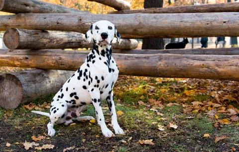 Dalmatian seats near logs. Stock Photos