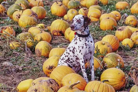 Dalmatian sitting in a pumpkin patch Fotos de archivo