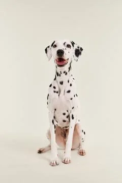 Dalmatian smiling sitting centered Stock Photos