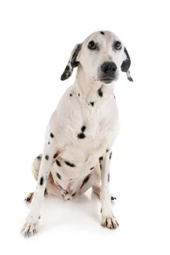 Dalmatian in studio Stock Photos