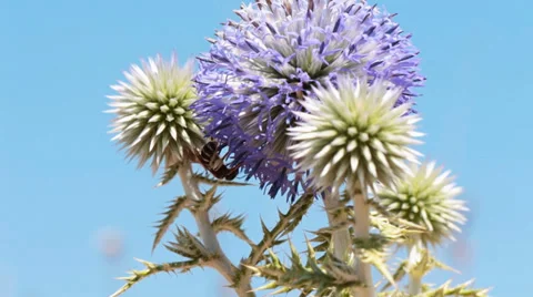 Dalmatian Thistle with sky background and a Bee 2 Stock Footage 34262440