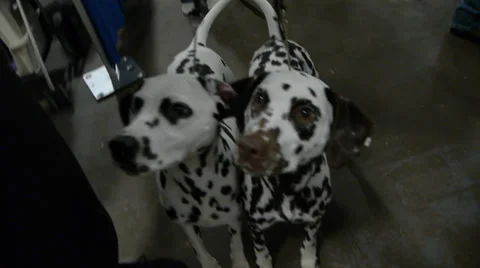 Dalmatians Stock Footage 32704344