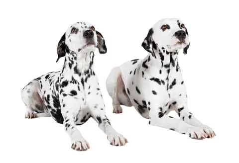Dalmatians two lying Stock Photos