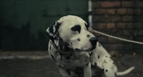 Dalmation dog Stock Footage 155847884