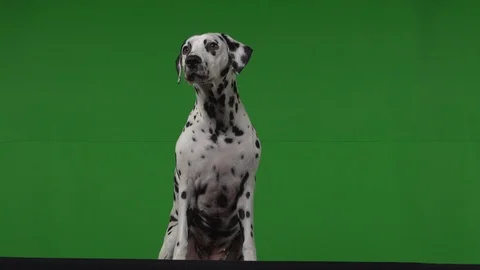 Dalmation dog green screen Stock Footage 125862377