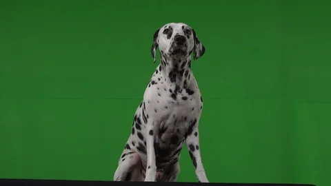 Dalmation dog green screen Stock Footage 125862504