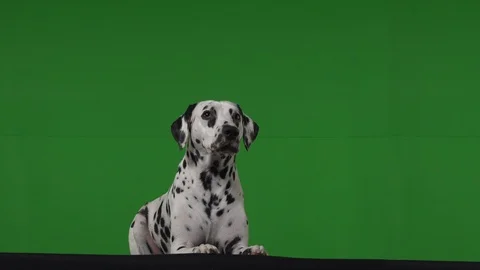 Dalmation dog green screen Stock Footage 125862531