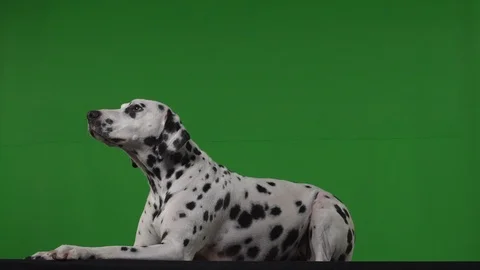 Dalmation dog green screen Stock Footage 125862640