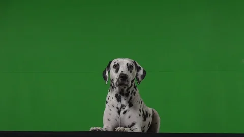 Dalmation dog green screen Stock Footage 125862669