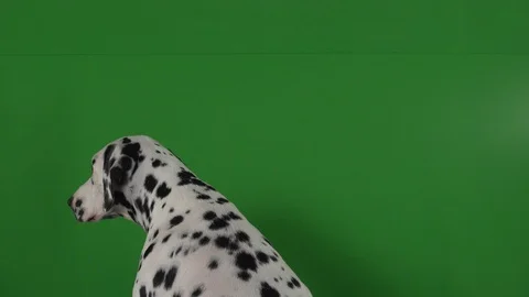 Dalmation dog green screen Stock Footage 125862709
