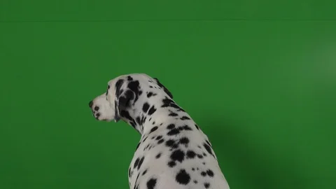 Dalmation dog green screen Stock Footage 125862759