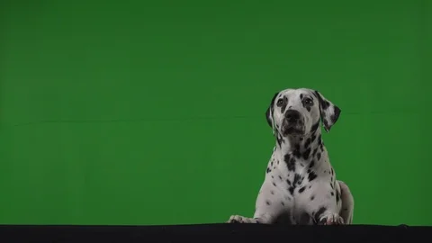 Dalmation dog green screen Stock Footage 125862761