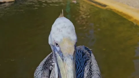 A dalmation pelican head close up Stock Footage 300052526
