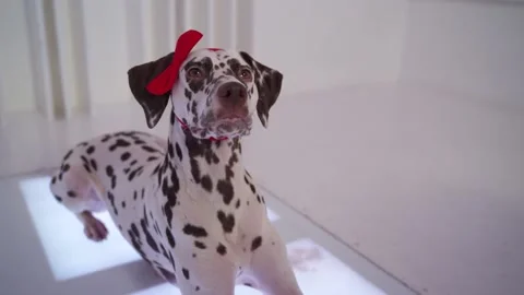 Dalmation with a red bow on the head lying in white room on glowing floor Stock Footage 143163522
