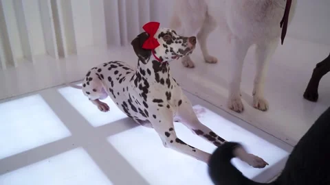Dalmation with a red bow on the head lying in white room on glowing floor Stock Footage 143163524