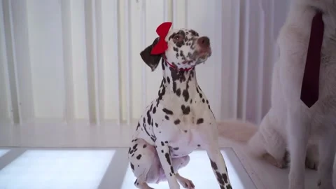 Dalmation with a red bow on the head sitting in white room with other dogs Stock Footage 143154647