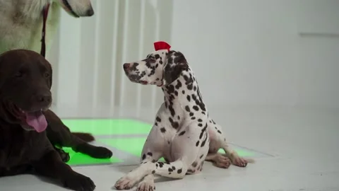 Dalmation with a red bow lying with crossed paws in white room on glowing floor Stock Footage 143163553