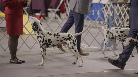 Dalmations on leash Stock Footage 263980764