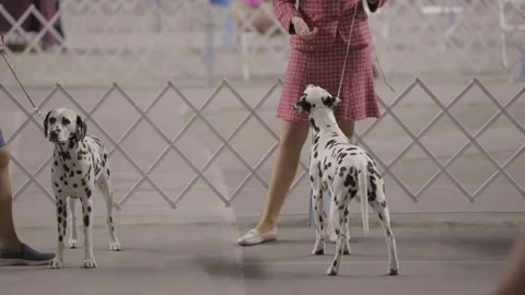 Dalmations ready for judgement Stock Footage 263980756