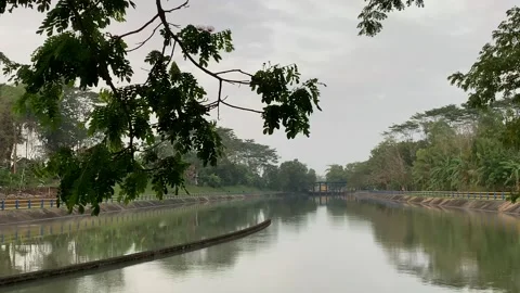 Dam and tree branches Stock Footage 273634762