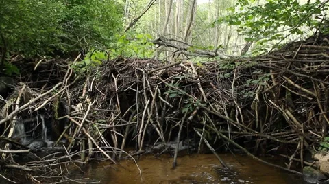 Dam beavers Stock Footage 8664736
