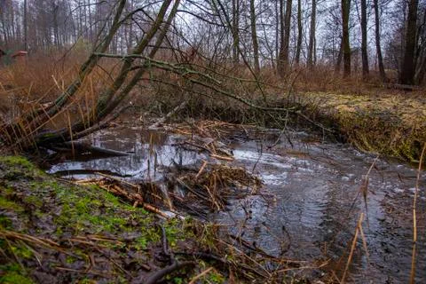 Dam of beavers made on the river Stock Photos