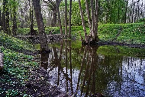 A dam built by beavers on a small river in the forest Stock Photos