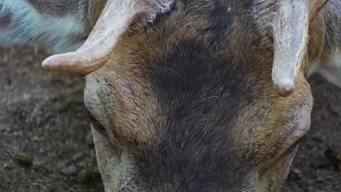 A dam deer close up Stock Footage 259985491