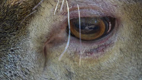 A dam deer close up Stock Footage 259985874