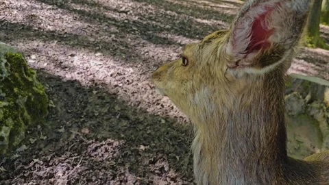 Dam deer close up Stock Footage 274205410