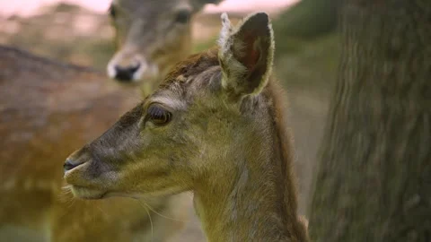 Dam deer Stock Footage 242121211