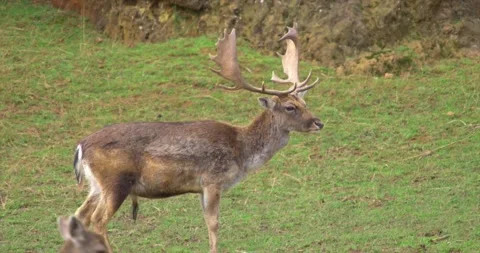 Dam deer Stock Footage 280492106