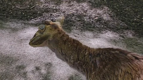 Dam deer head close up  Stock Footage 274205540