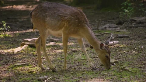  A dam deer looking for food Stock Footage 242101788