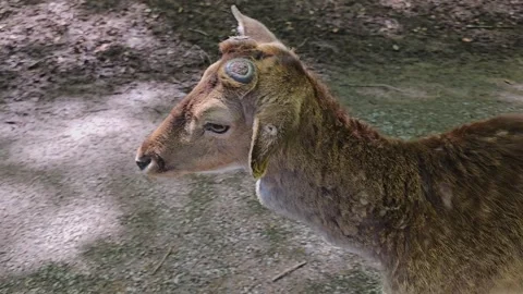 Dam deer moving in the forest Stock Footage 274222777