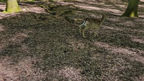 Dam deer walking Stock Footage 274205435