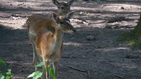 A dam deer in the woods Stock Footage 277229913