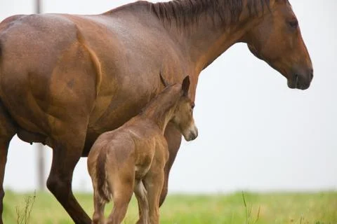 Dam with foal Stock Photos