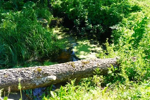 A dam made of a fallen tree trunk in a pond with swamp plants with duckweed.. Foto stock