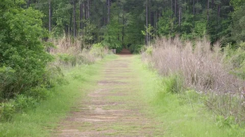 The Dam Trail leading into the forest Stock Footage 296449680