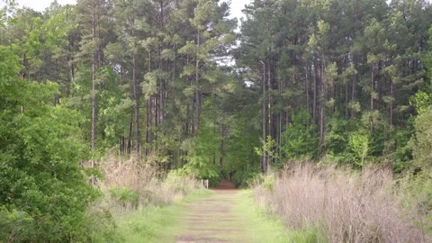Dam trail leading into the forest. Stock Footage 296449710