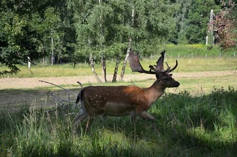 Dama dama deer Stock Photos